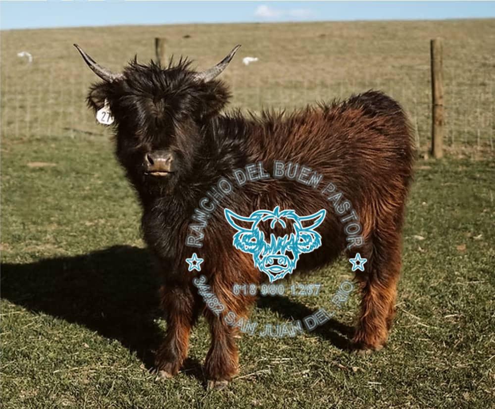 A miniature Highland cow with a shaggy coat standing in a grassy field, showcasing its distinctive horns and fur texture.