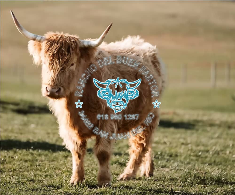 Highland cow with long horns in a field. Logo reads "Rancho Del Buen Pastor, 34482 San Juan Del Rio, 618 980 1267.