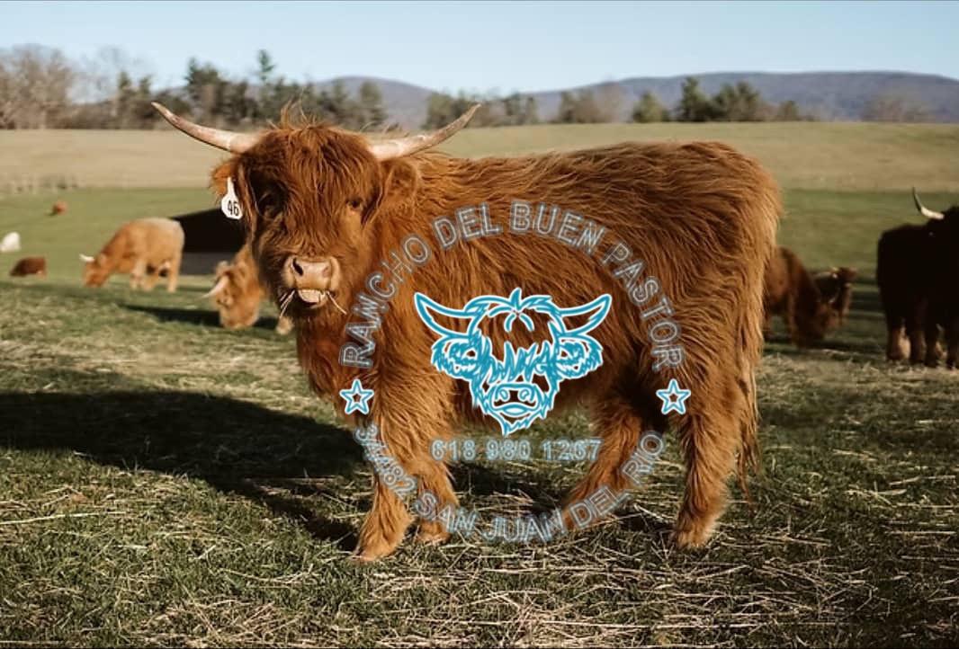 Highland cow with long horns and a shaggy coat standing in a grassy field, surrounded by other cattle in the background.