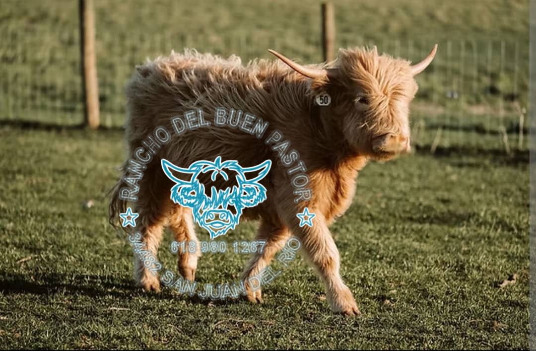 Highland calf in a green field, "Rancho Del Buen Pastor" logo overlay