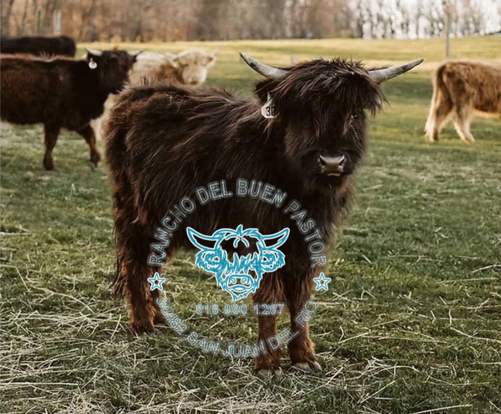 A miniature Highland cow standing on grass, showcasing its long, shaggy fur and prominent horns.
