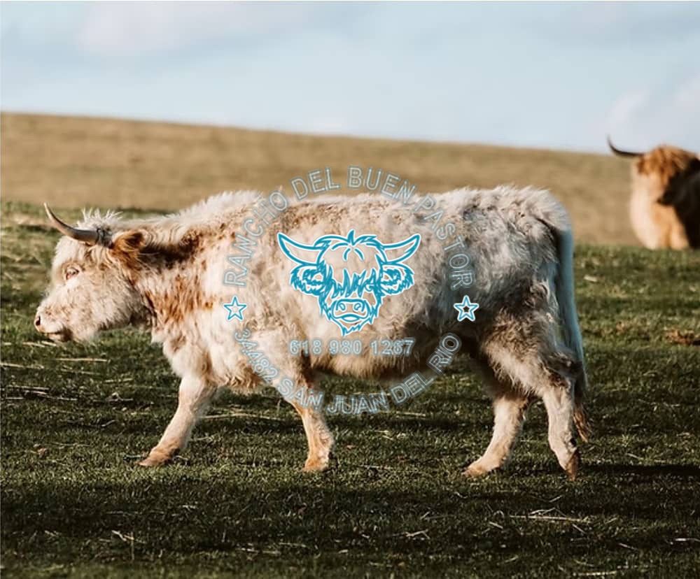 White Highland cow grazing in a field at Rancho Del Buen Pastor.