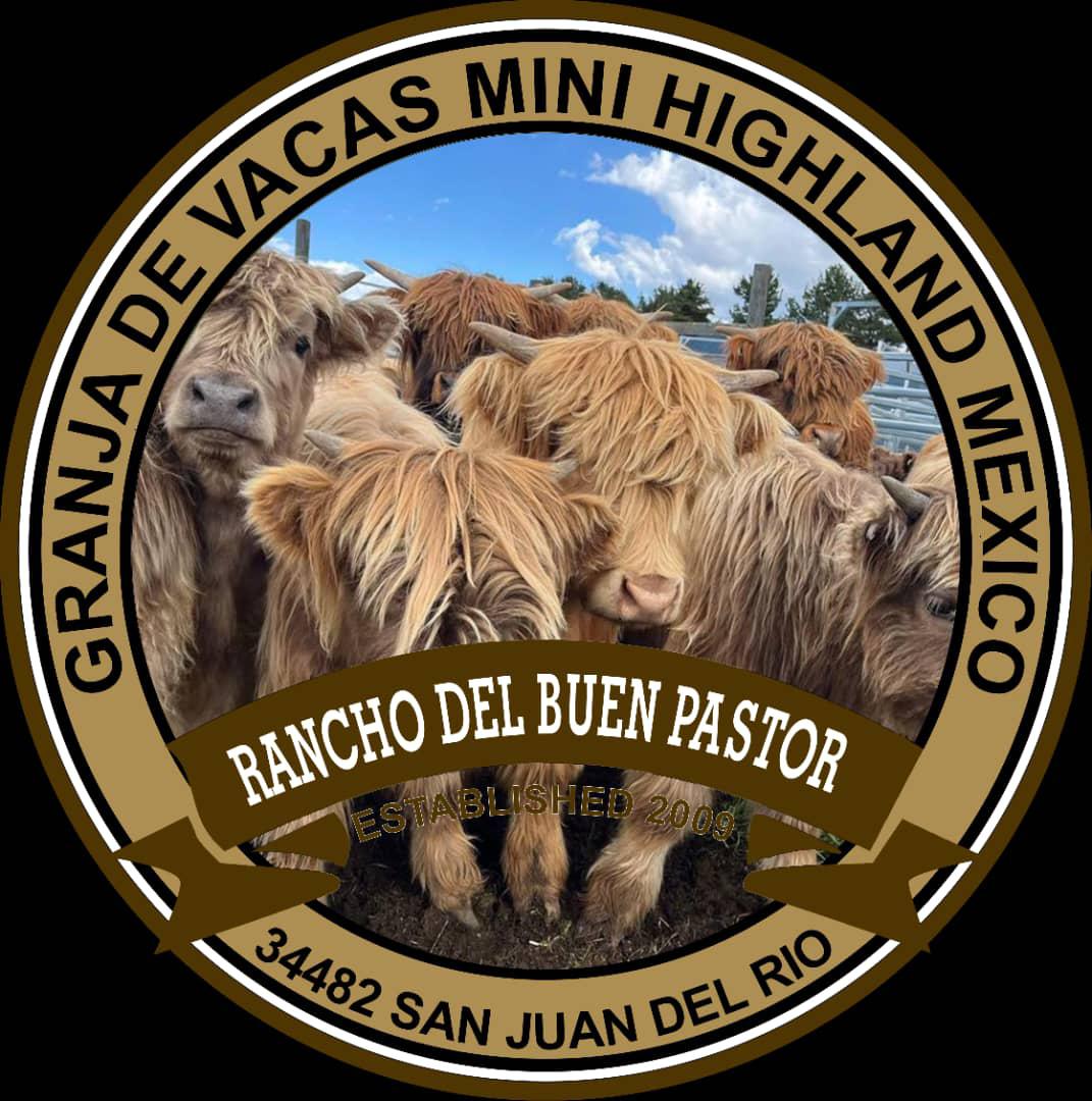 Group of miniature Highland cows with long hair in a circular emblem design featuring text in Spanish and English.