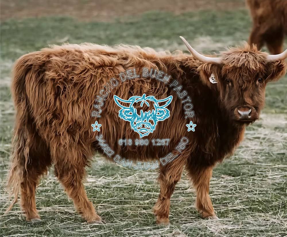 Brown Highland cow at Rancho Del Buen Pastor. 618 980 1267