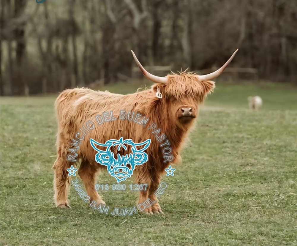 Highland cow with long horns in a green field. Rancho Del Buen Pastor.