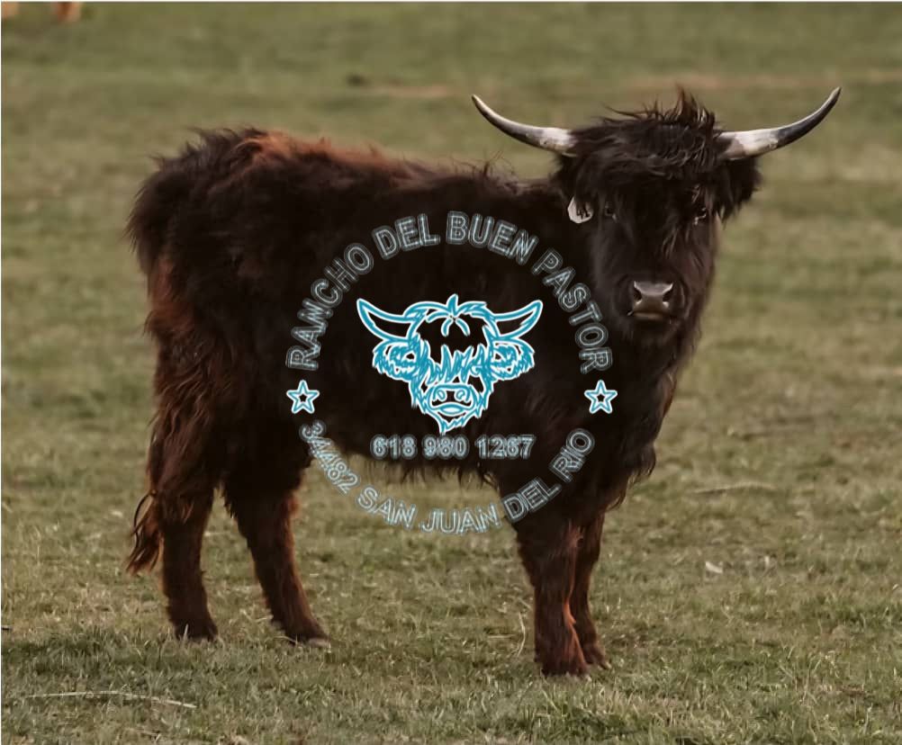 Highland cattle with long horns, standing in a field. Rancho del Buen Pastor logo overlay.