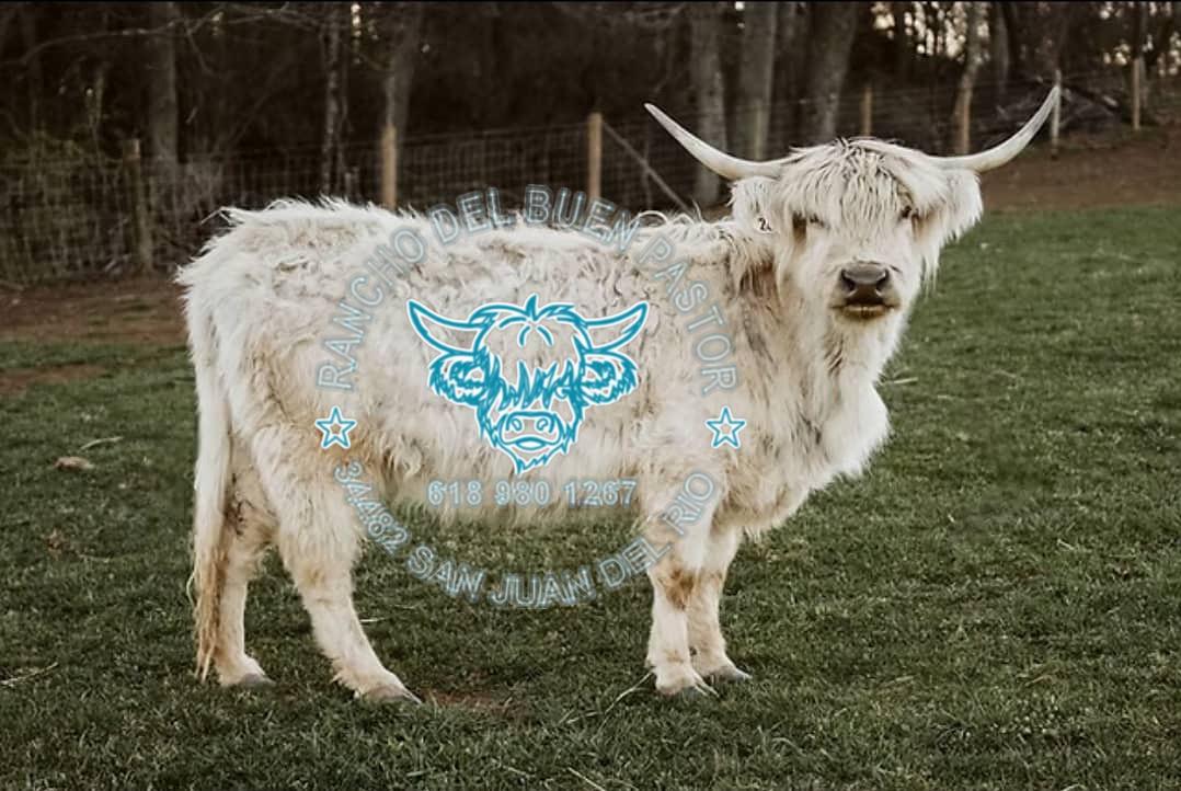 White Highland cow standing in a field, with "Rancho Del Buen Pastor" logo overlay.
