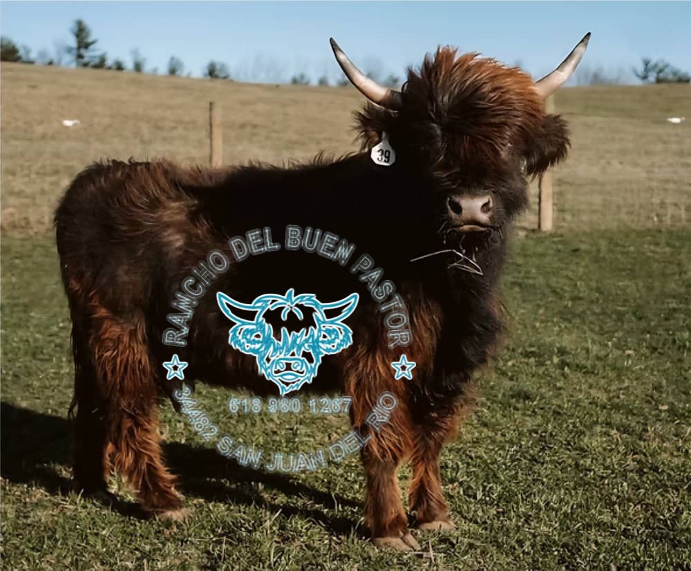 Brown Highland cow with long hair in a pasture. Rancho Del Buen Pastor logo visible.