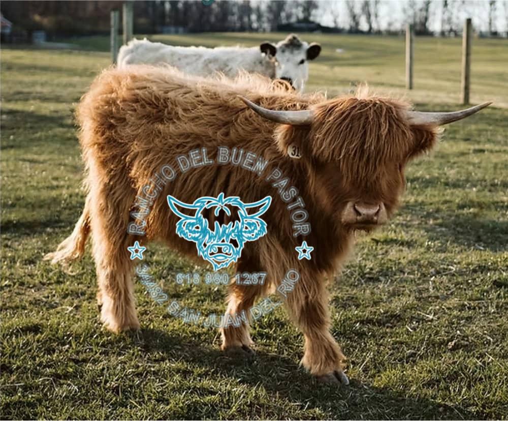 A Highland calf with long, shaggy fur stands in a grassy field, showcasing its distinctive horns and gentle expression.