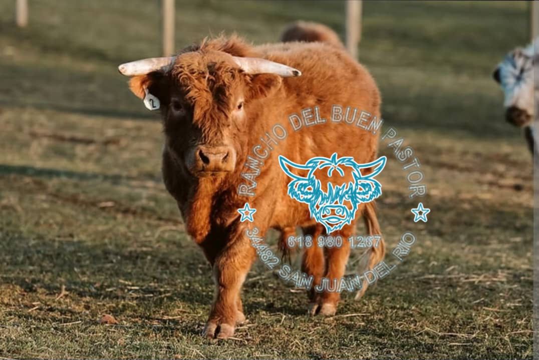A brown Highland cow walking on grass in a pasture, with another cow in the background. The image includes a logo for "Rancho del Buen Pastor" with contact information.