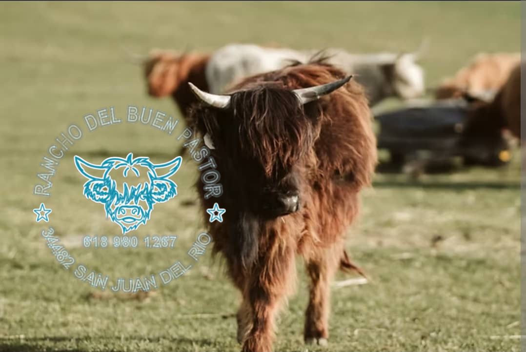 A brown Highland cattle with long horns walking on green pasture, with other cattle blurred in the background. The bottom corner features a logo that reads "Rancho del Buen Pistor" with contact details.