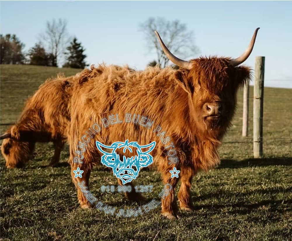 A Highland cow with long reddish-brown fur standing in a grassy field. In the foreground, the cow faces the camera, while another cow is partially visible in the background. There is text overlay in the center.