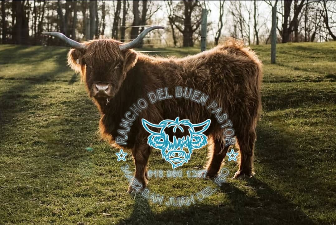 A Highland cow standing outdoors on grass, with trees in the background. The image features a circular logo overlay with the text 'Rancho del Buen Pastor'.