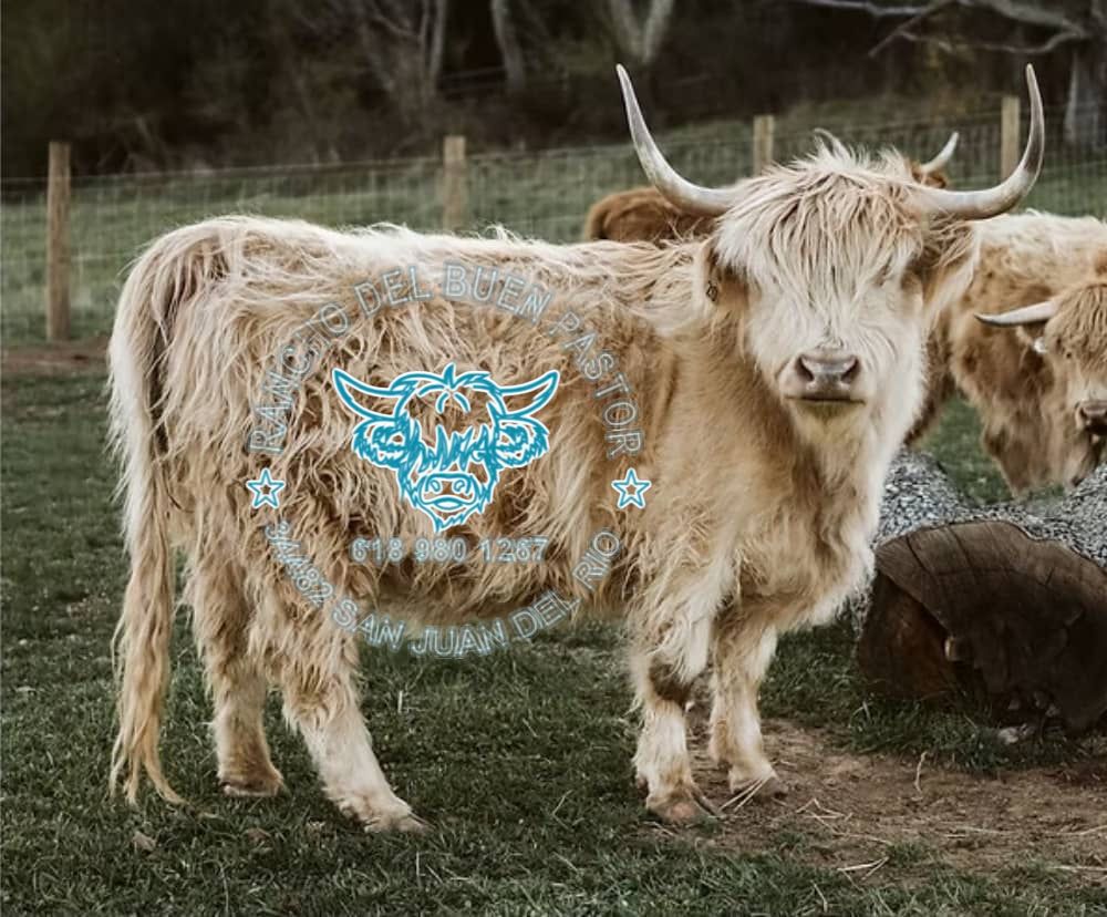 A Highland cow with long, wavy fur and prominent horns standing on grass. The cow has a calm expression, and a blurred background features another Highland cow and a wooden fence.