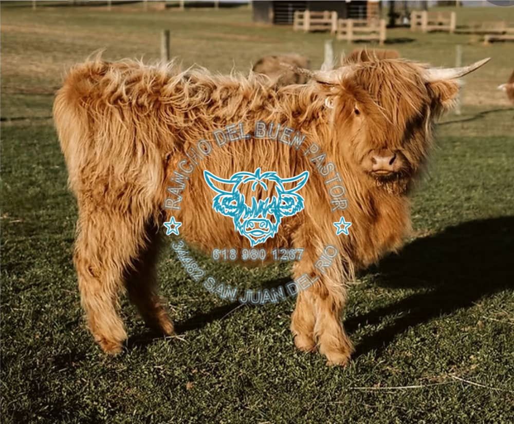 A Highland calf with long, wavy, reddish-brown fur stands on green grass in a field. The background features a fence and other cattle, with a logo overlay in the center.