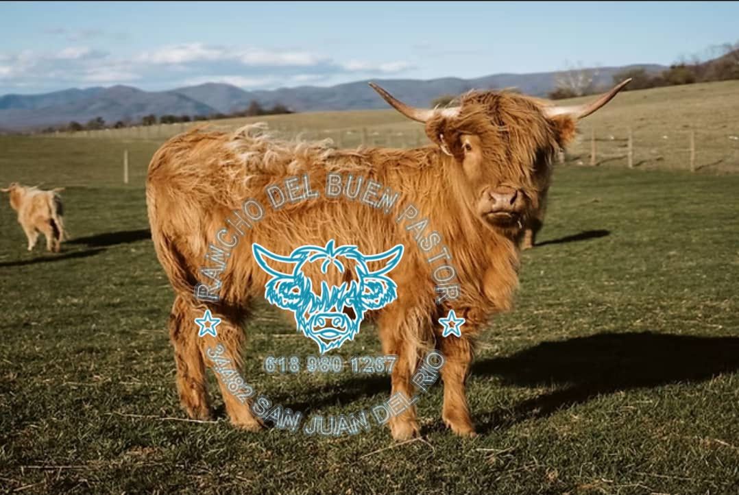 A Highland cow standing in a grassy field with mountains in the background. A logo with a cow graphic is overlaid on the image, featuring the text "RANCHO DEL BUEN PASTOR" and contact information at the bottom.