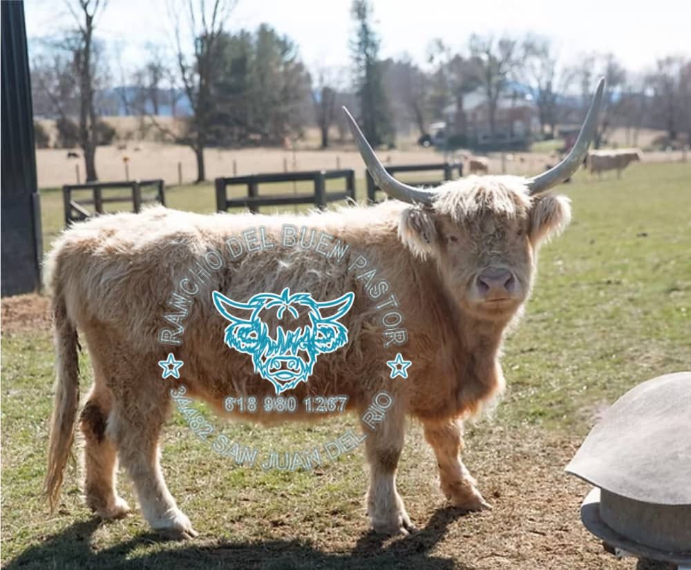 A Highland cow standing on a grassy field with a wooden fence in the background. The cow has long horns and a thick, light-colored coat. A watermark is visible in the foreground, displaying the name and contact information for a farm.
