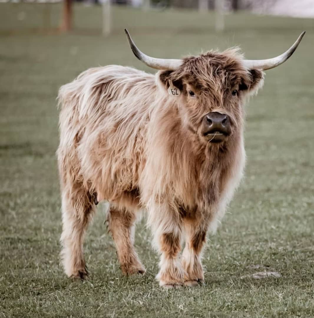 A Highland cattle cow standing on grassy ground, featuring long horns and a thick, wavy coat of light brown fur. The cow looks directly at the camera, surrounded by a natural environment.
