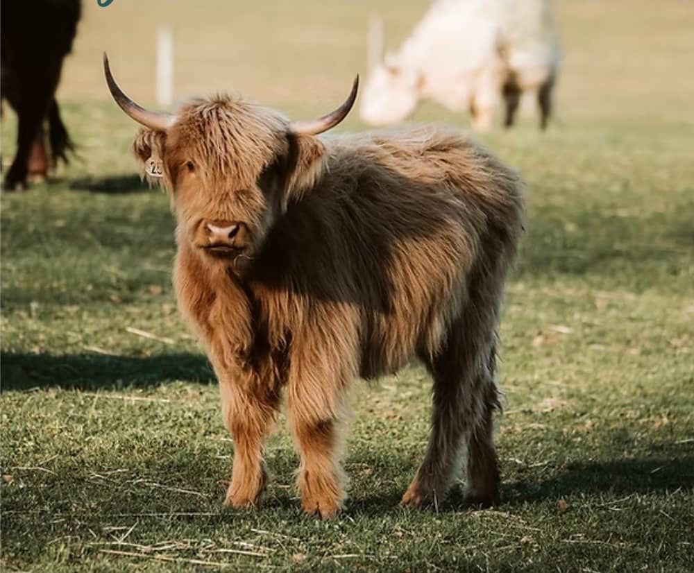 A young Highland cow standing on green grass, featuring long, curved horns and a thick, wavy coat. In the background, other cattle are blurred, grazing in a pasture.