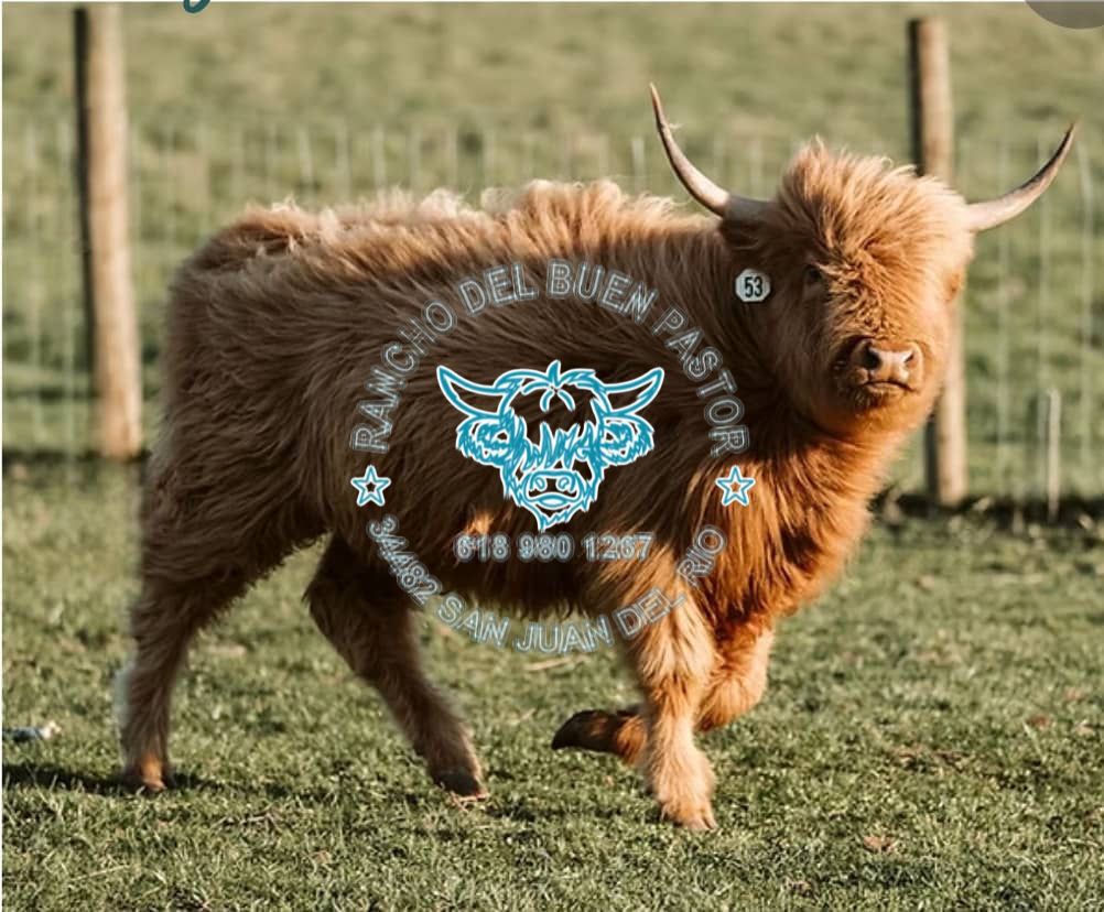 A Highland cow with long, shaggy fur standing on grass, surrounded by a rural setting. A logo is superimposed on the image, featuring a cow's face with text and design elements.
