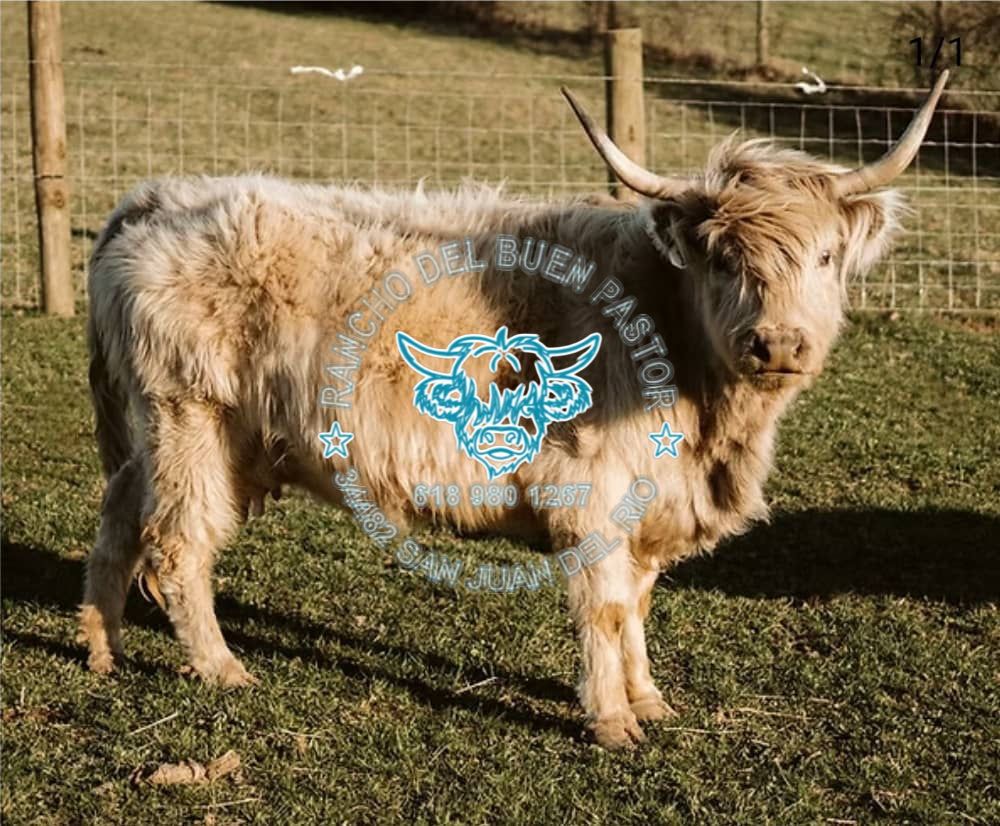 A shaggy Highland cattle with long horns standing in a grassy field. The animal is surrounded by a fenced area, with gentle hills in the background. There is a logo overlaid on the image, featuring a cow face with blue accents.