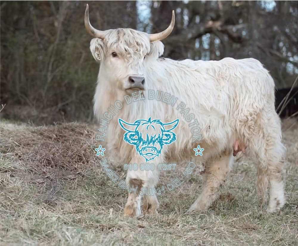 A white Highland cow standing on grassy ground near trees, with visible horns and a fluffy coat. A logo is overlaid in the center.