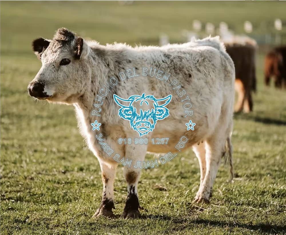 A white cow standing in a green pasture with other cows blurred in the background. The image includes blue graphic text overlay with contact information and a logo.