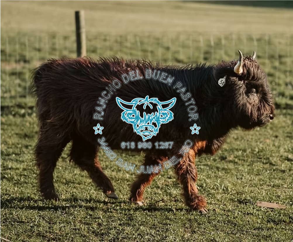 A Highland cow walking across a grassy field. The image features an overlay with the text "Rancho del Buen Pastor" and contact information.