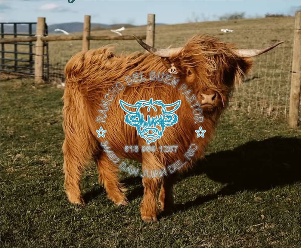 A Highland cow with long, shaggy fur stands in a grassy field near a wooden fence. The background features rolling hills under a clear sky. There is a logo overlay in the center with text and illustrations.