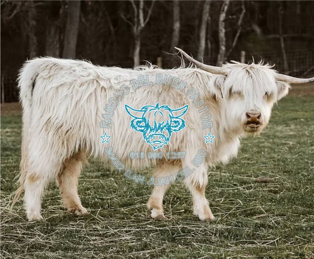 A fluffy white goat with long horns standing on green grass, surrounded by trees. An emblem featuring a bull's face and text is overlaid on the image.