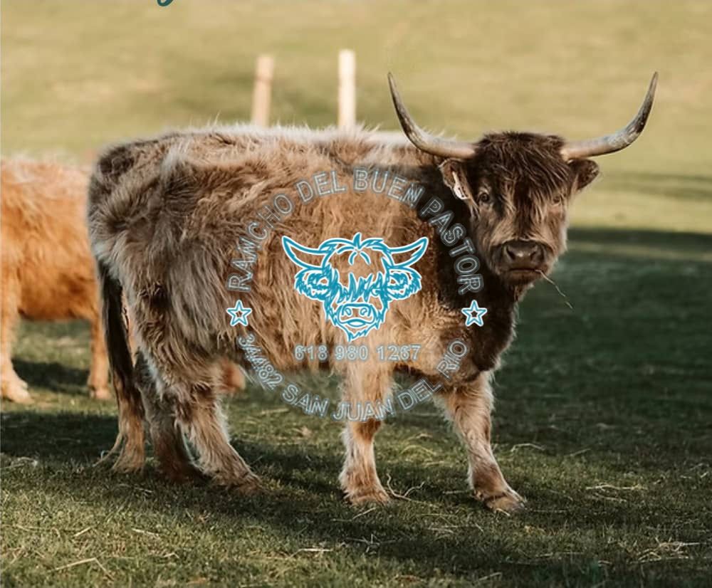 A Highland cattle with long horns and shaggy fur stands on green grass in a field. In the background, there are blurred outlines of other cattle. The image features a logo overlay with text in Spanish.