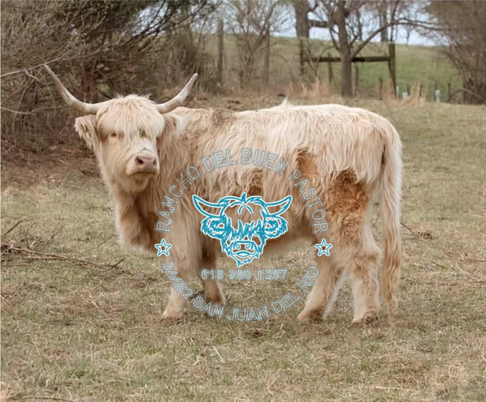 A furry Highland cow with long horns standing on green grass, with trees and a fence in the background. A logo is overlaid on the image.