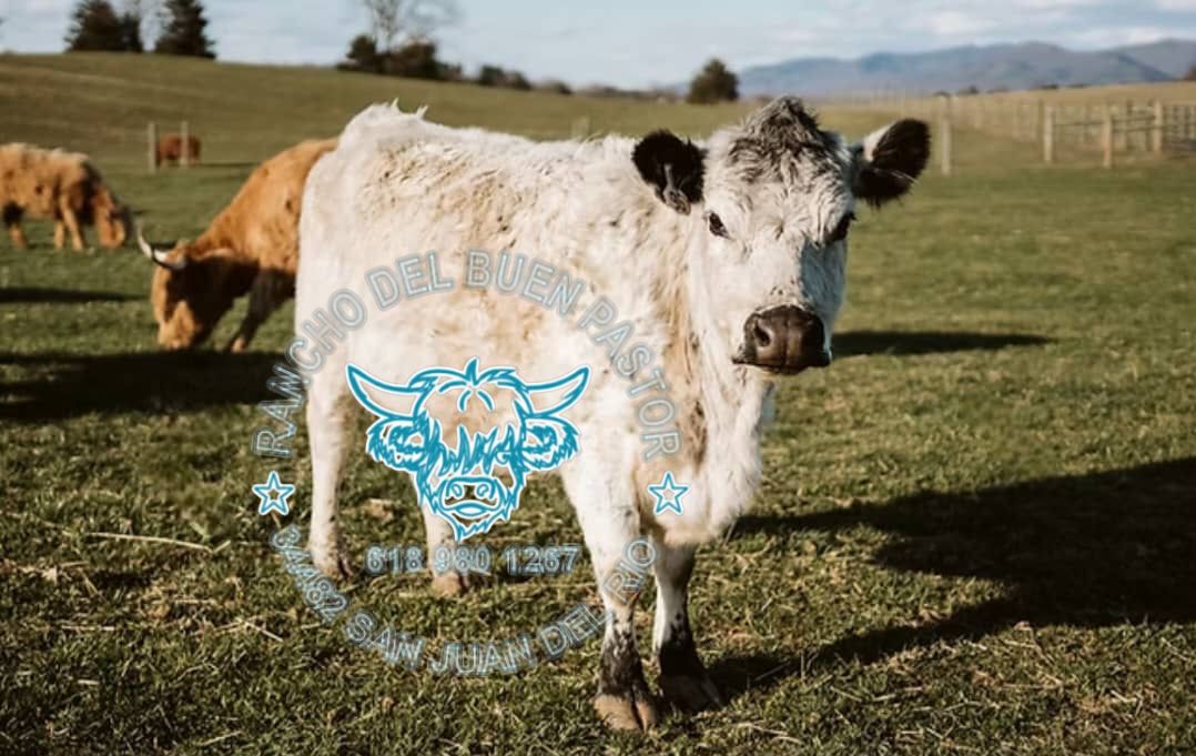 A white cow with a black patch on its head stands in a green pasture, surrounded by other cows. A circular logo with a cartoon cow and text is overlaid on the image.