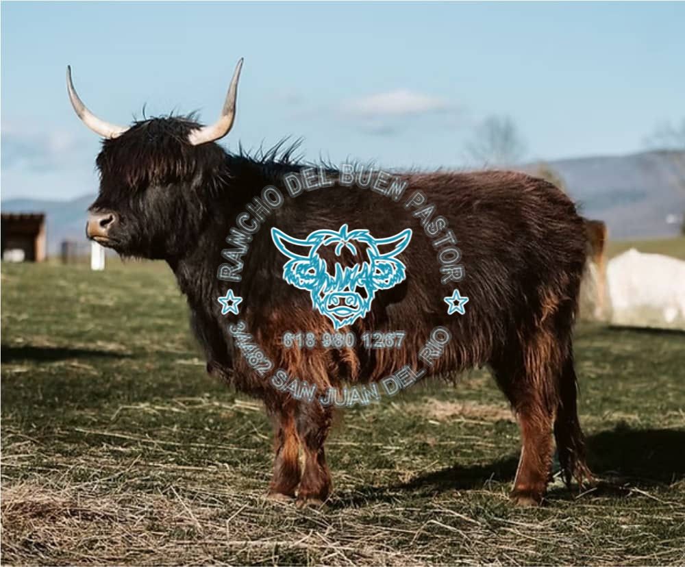 A Highland cow with long horns stands on green grass in a pasture. The background features blurred farm structures and distant hills. The image includes branding for "Rancho del Buen Pastor" in the center.
