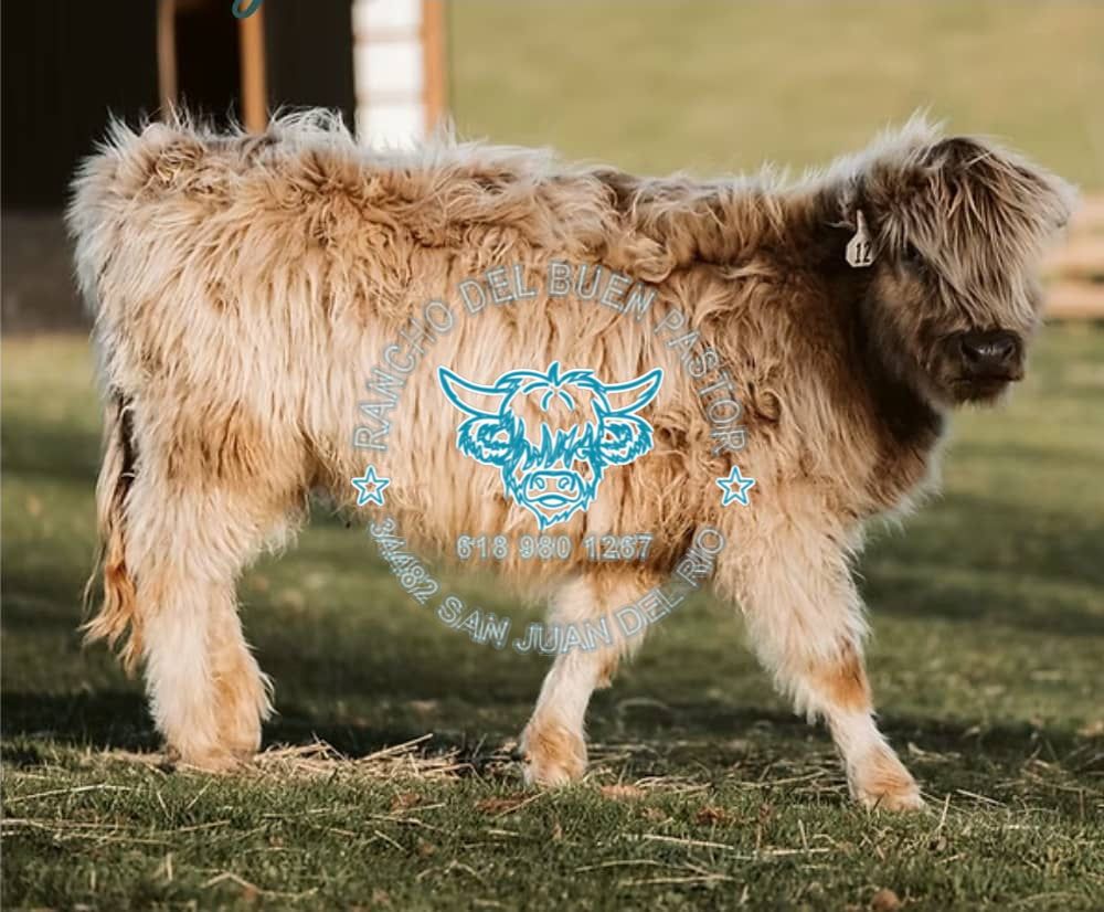A fluffy Highland cow standing on grassy terrain with a barn in the background. The cow has long hair and a tag in its ear, while a logo with text is overlayed on the image.