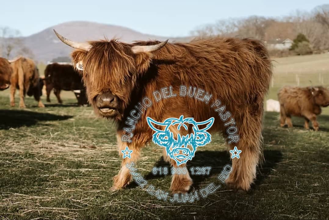A Highland calf with long hair stands in a grassy field, surrounded by other cows and rolling hills in the background. A logo featuring a stylized cow is overlaid on the image, along with contact information.