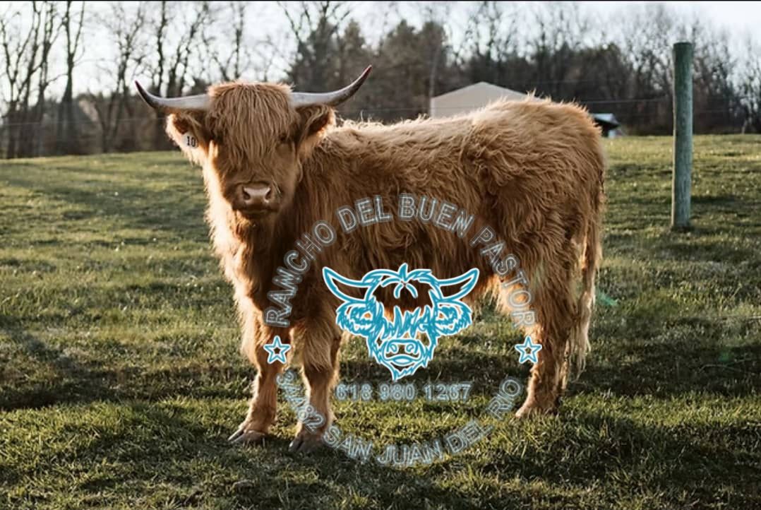 A Highland cow with long, shaggy fur standing on grass in a field. The cow's head is turned slightly to the side, and there is text overlaying the image that includes a logo and contact information.