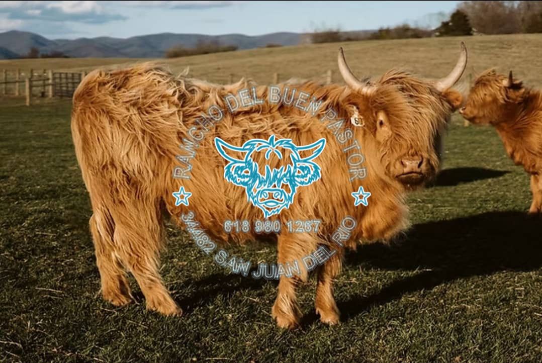 A Highland cow with long reddish-brown fur stands in a green pasture, with rolling hills in the background. Overlayed text includes "Rancho del Buen Pastor" and contact information.