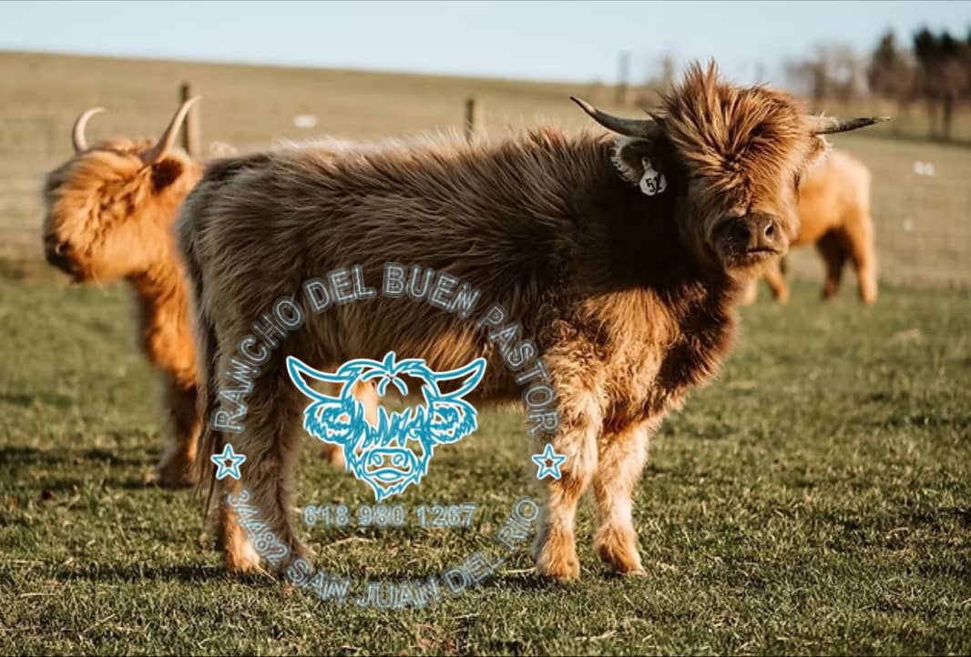 A Highland cow with long, shaggy fur standing in a green field. A second cow is located in the background. The image includes a circular logo with the text "RANCHO DEL BUEN PASTOR" and the image of a cow.