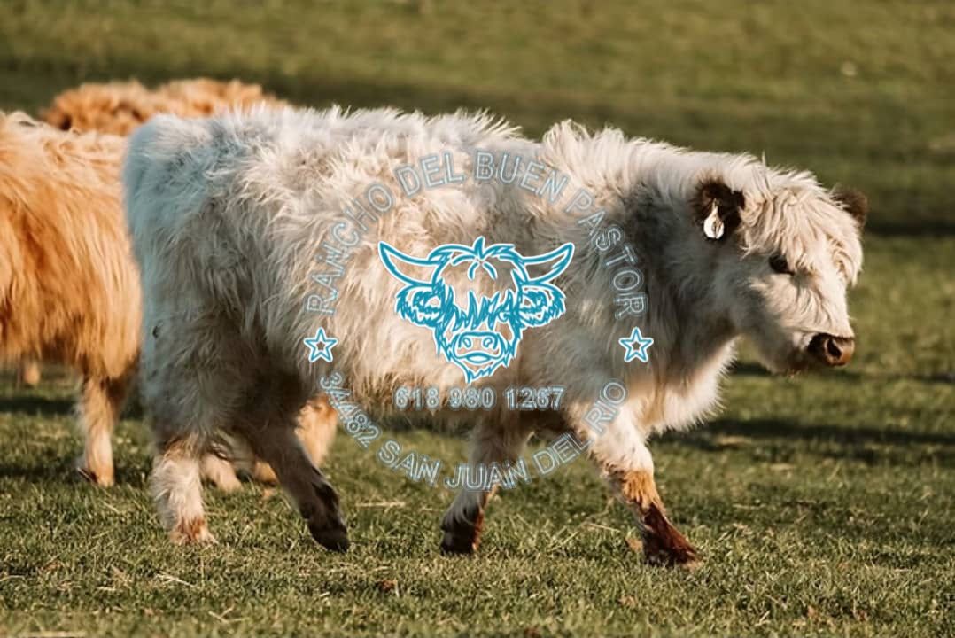 Ada: White Highland cattle with long woolly hair grazing on green grass, with the Rancho Del Buen Pastor logo overlaid.