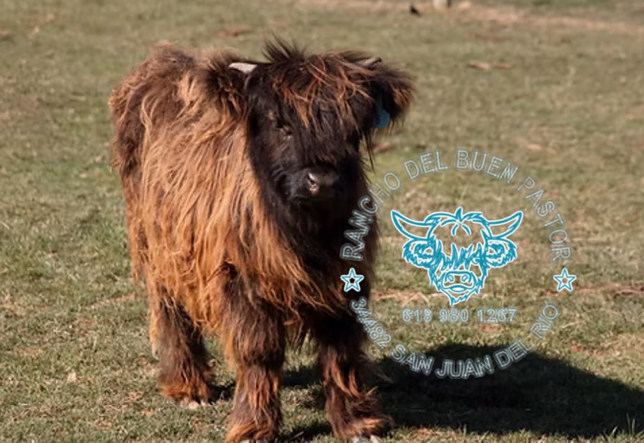 Deonte Highland calf, brown and furry, standing in a grassy field. Scottish breed.