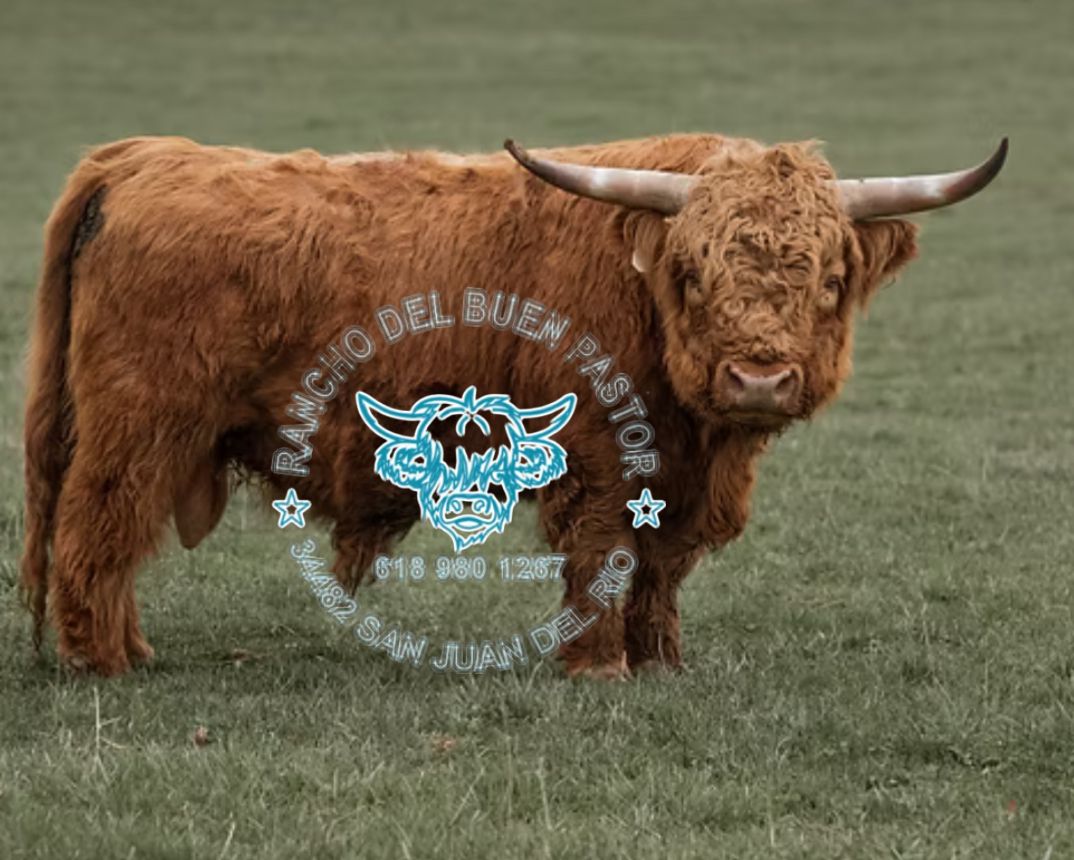 Cyrus: Highland cattle at Rancho Del Buen Pastor with contact details. Grass background.