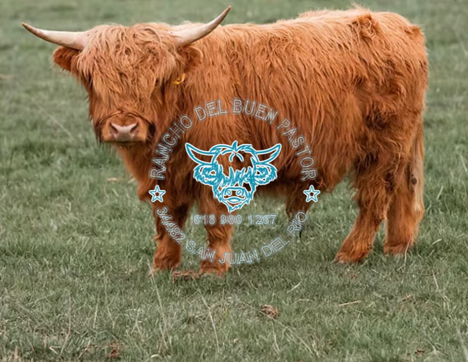 Cohen's Highland cattle: A majestic, shaggy breed with long horns stands in a green field. Ranch emblem visible.