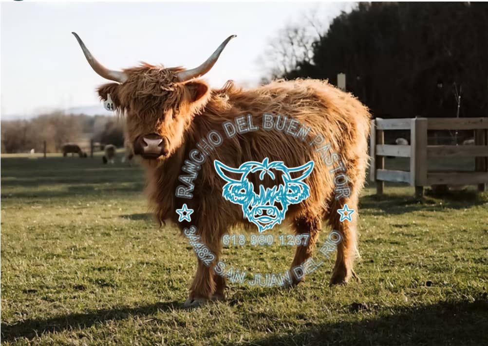 Yeti: Highland cattle with long horns grazes on green grass. Ranch logo overlay. Serene pasture scene.