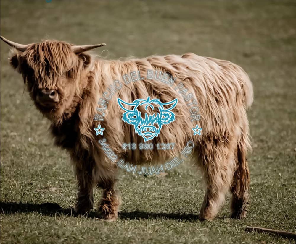 Highland cow in a grassy field, with the Rancho Del Buen Pastor logo overlaid.