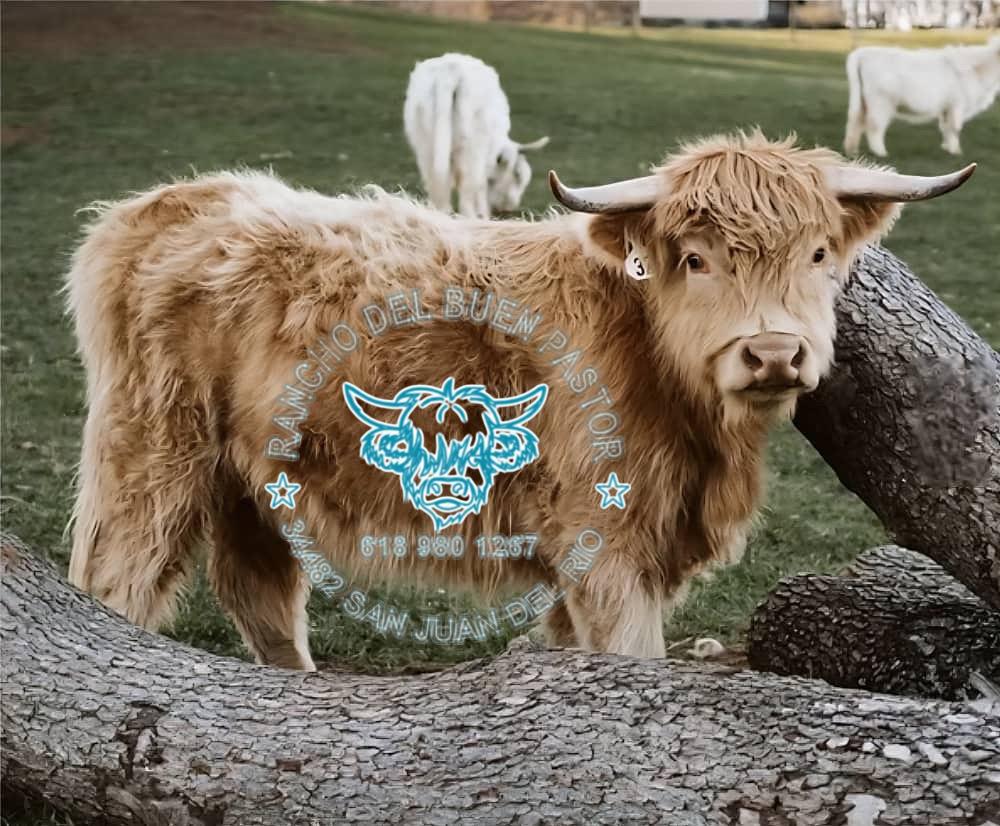 Highland cow with long hair and horns, standing behind logs. Rancho Del Buen Pastor logo visible.