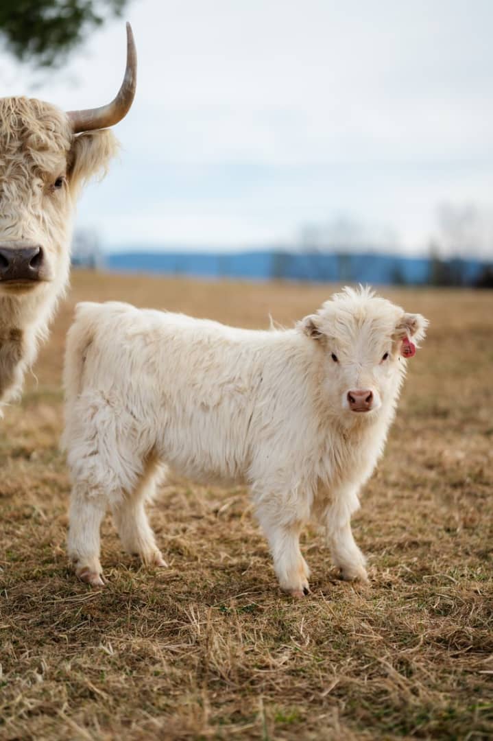 White Mini Highland calf with a fluffy cream coat standing in a dry grassy field, with part of a larger Highland cow visible on the left and a distant landscape in the background.