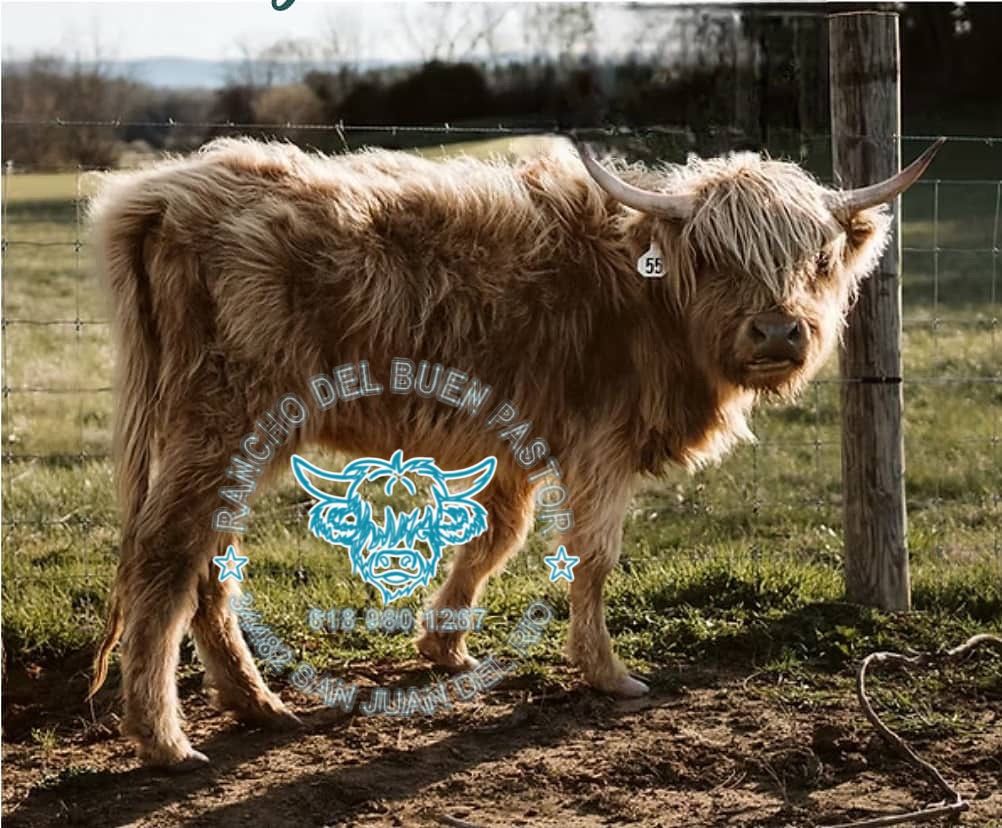 Tan Highland cow with long horns and shaggy coat, standing in pasture. Rancho Del Buen Pastor logo overlay.