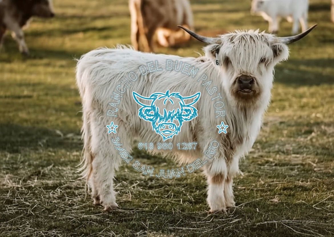 White Highland calf with long hair and horns in a grassy field. Text: Rancho del Buen Pastor, 618 980 1287.