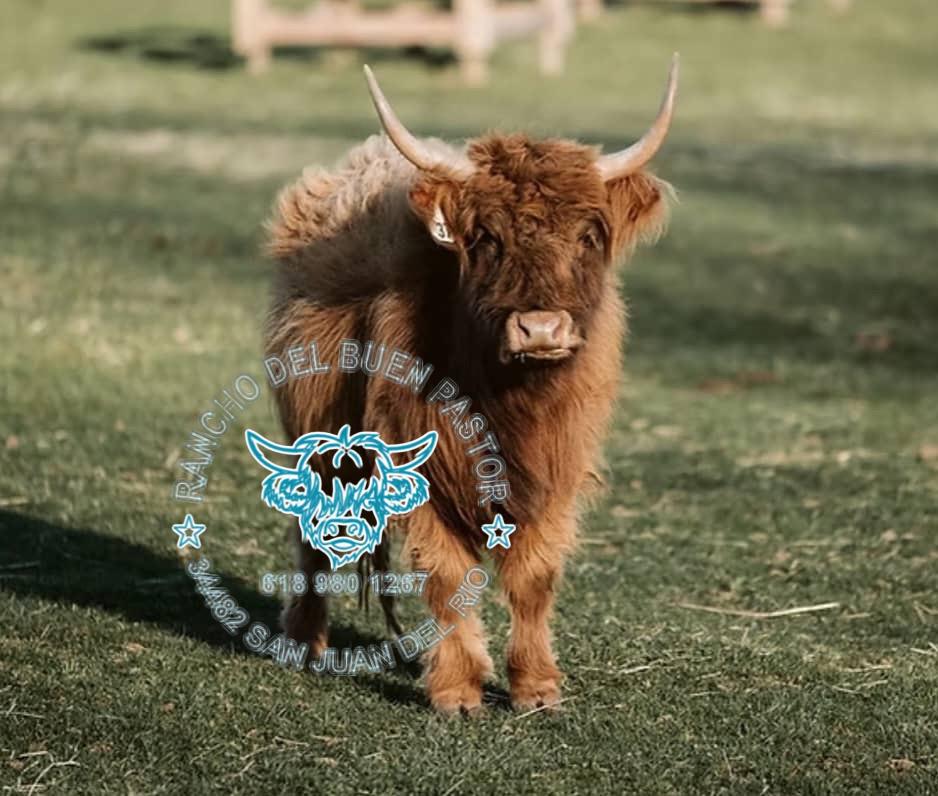 A young Highland calf with a fluffy brown coat and prominent horns standing on grass.